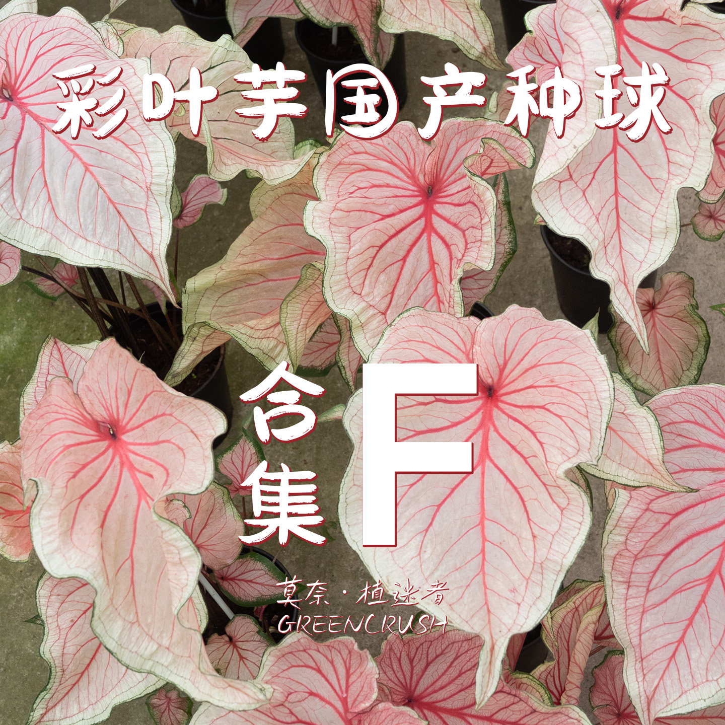 彩叶芋国产种球合集F超级甜心心相印菲尔门红酒飞溅红桃A