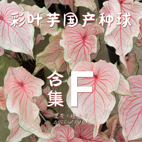 彩叶芋国产种球合集F莫奈