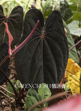 花烛集合盾叶水晶华丽粗脉一物一拍热带植物室内观叶天南星科