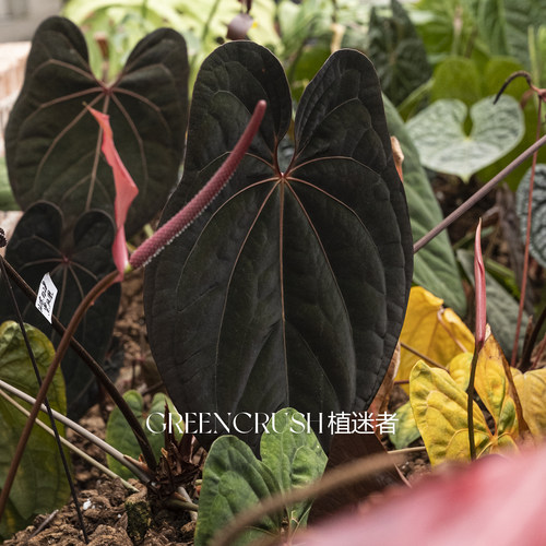 花烛集合盾叶水晶华丽粗脉一物一拍热带植物室内观叶天南星科