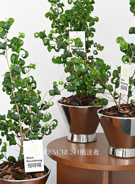 新奇观叶INS耐热观叶植物卷叶榕花叶卷福盆栽绿植除甲醛 植迷者