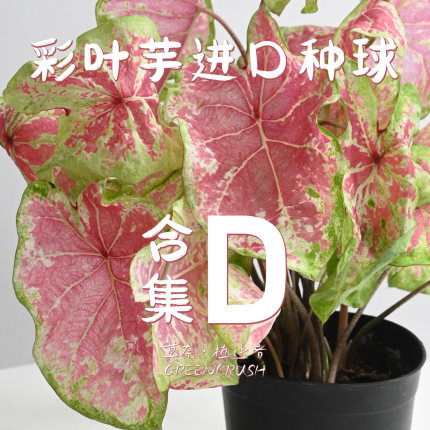 彩叶芋进口种球合集D柠檬红草莓星