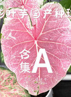 彩叶芋国产种球合集A粉云火热的心苹果花娇羞新娘白色恋人暹罗月