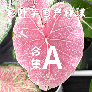 彩叶芋国产种球合集A粉云红酒飞溅苹果花娇羞新娘白色恋人暹罗月