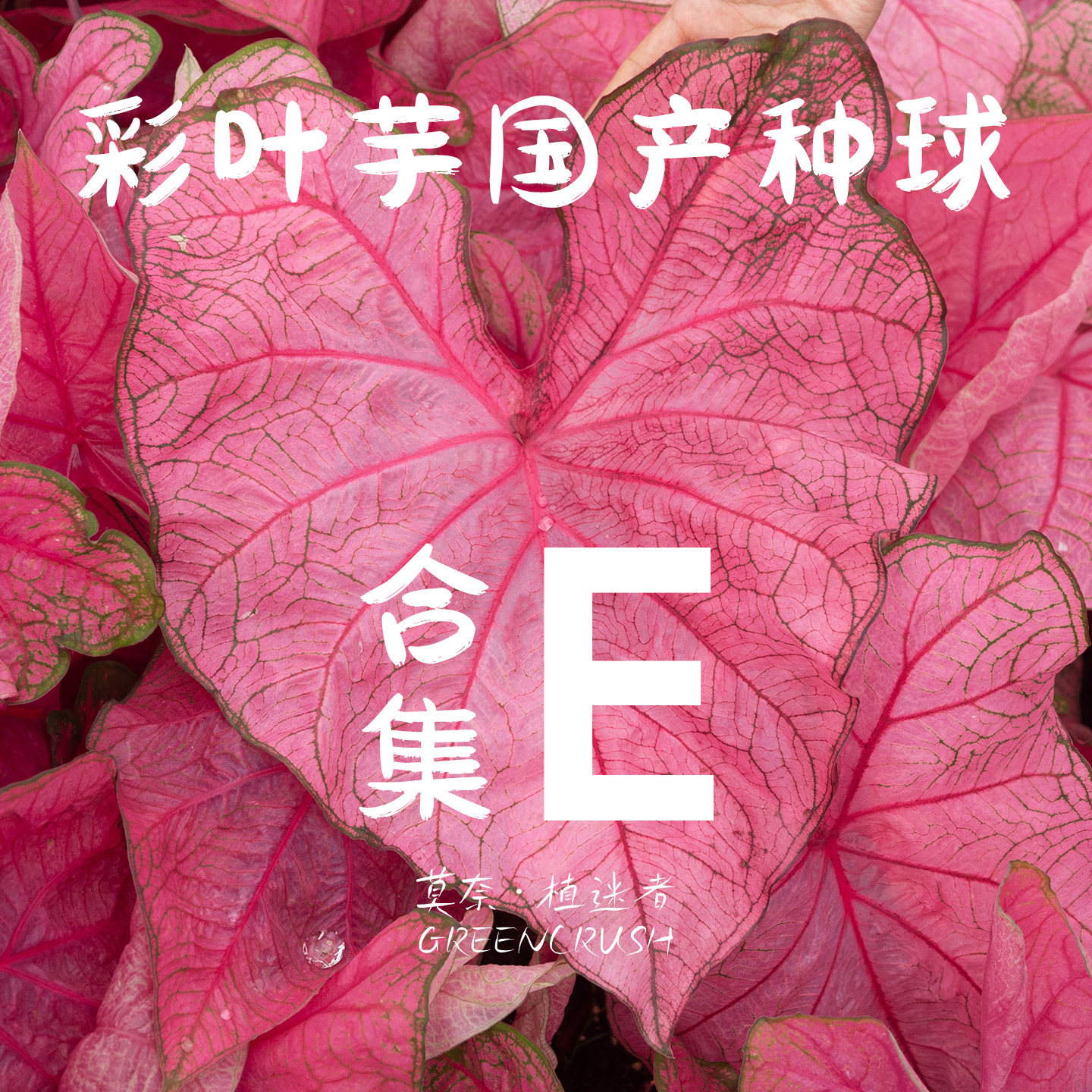 彩叶芋国产种球合集E安妮粉色恋人白雪公主心动卡罗琳娜粉色闪光
