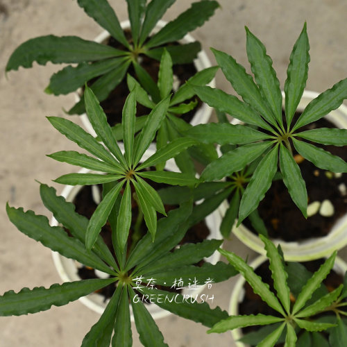 伞状造型麻叶花烛盆栽植迷者