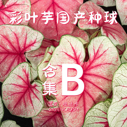彩叶芋国产种球合集B莫奈