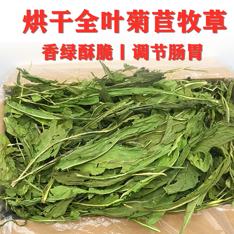 烘干菊苣兔子龙猫豚鼠试吃保健