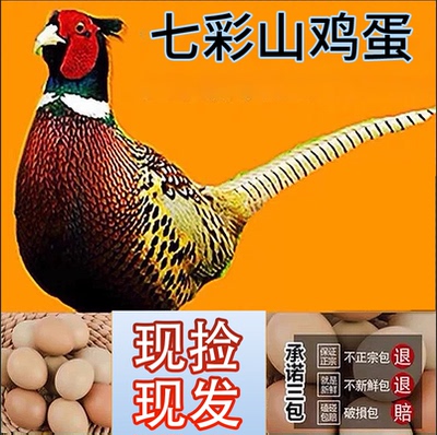 七彩山鸡蛋  当天新鲜蛋 全程指导孵化