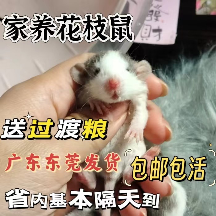 广东同城花枝鼠活物活体宿舍宠物仓鼠