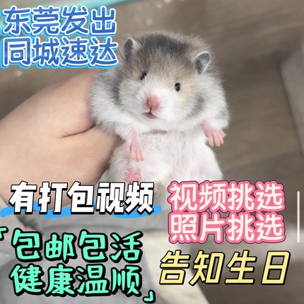 【视频挑选】可爱的活泼卷毛蜜波利熊眼线显斑卷毛金丝熊性格好