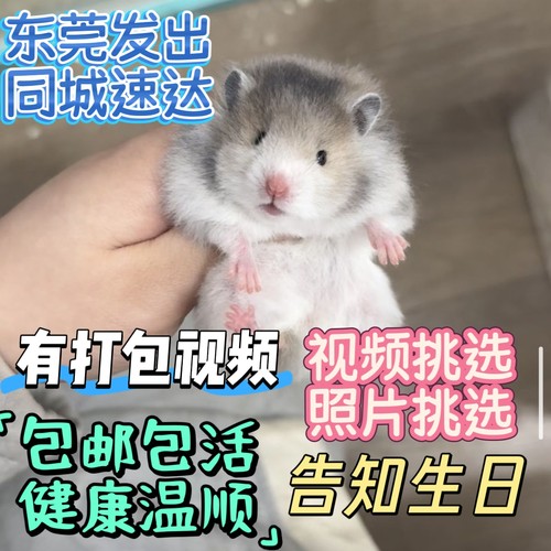 【视频挑选】可爱的活泼卷毛蜜波利熊眼线显斑卷毛金丝熊性格好