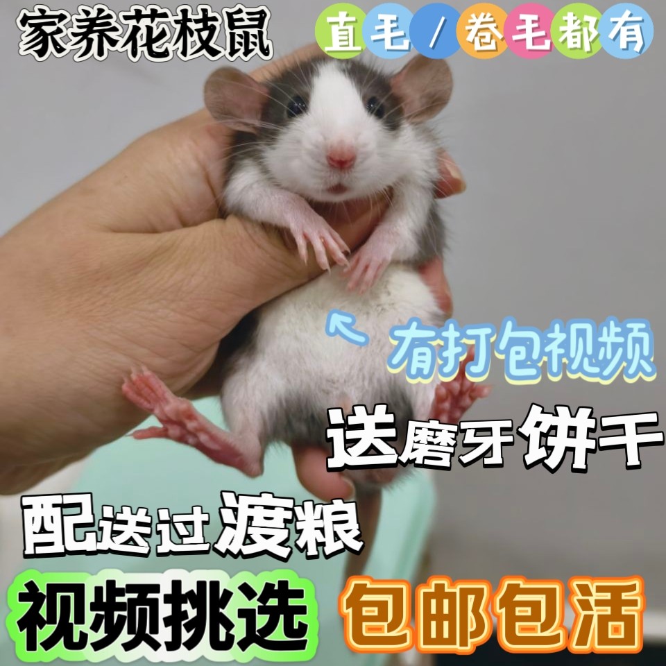 （可挑选）家养花枝鼠活体幼崽卷仓鼠