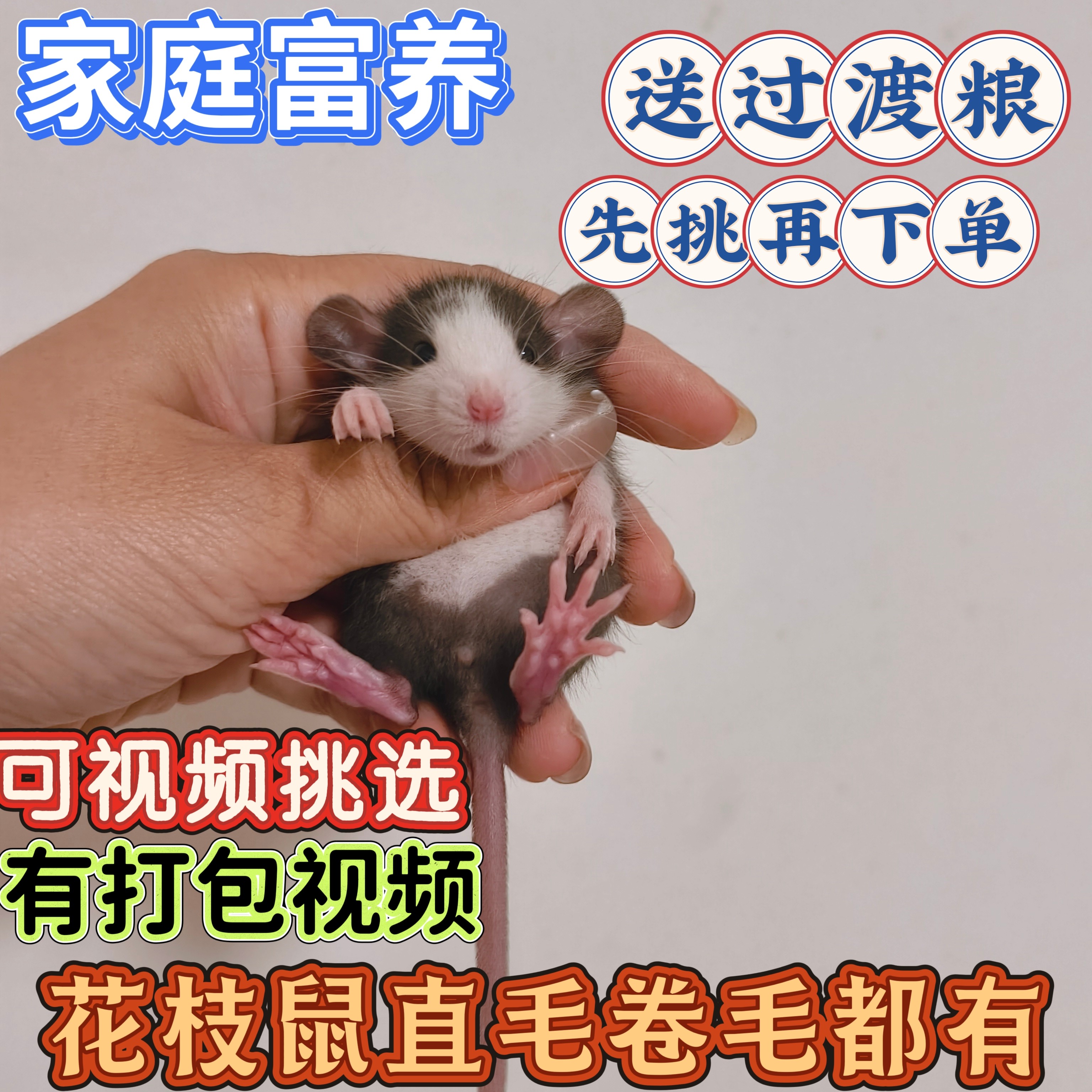 （可挑选）家养花枝鼠活体幼崽卷仓鼠