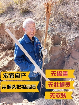 正品黄芪片陕北子洲十年野生正北芪无硫特级中药材中片100克包邮