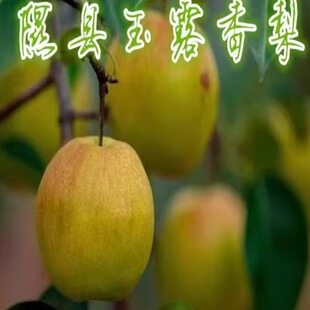 水果阿萍正宗隰县玉露香梨皮薄肉细新鲜多汁85-95#12颗装包邮