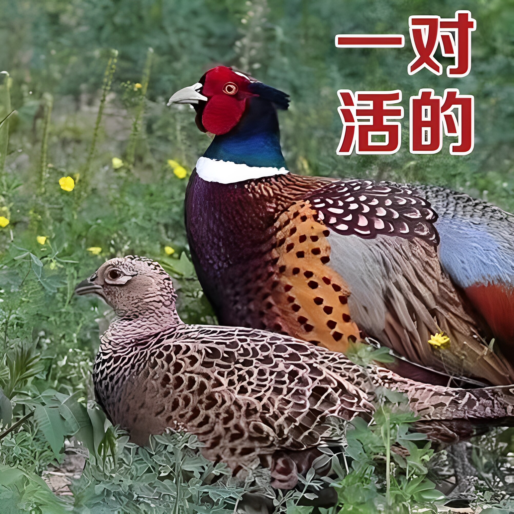 【包活到家】七彩山鸡农家散养野山鸡 观赏公山鸡活体
