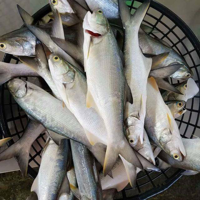 福建闽南马友鱼午鱼海鱼新鲜海捕冷冻海鲜鲜活水产 顺丰 大午笋鱼