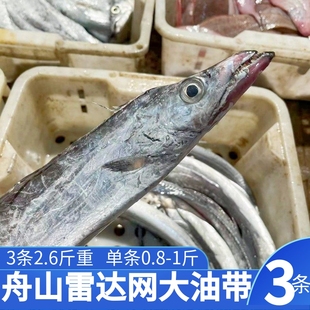 舟山雷达网带鱼 大油带 小眼带鱼 9两左右/条 大带鱼 3条约2.5斤