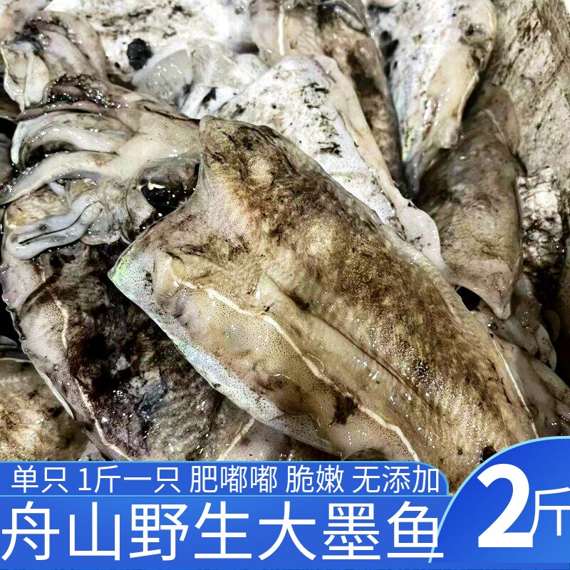 新鲜墨鱼活冻大墨鱼目鱼乌贼舟山墨鱼新鲜大整只发货