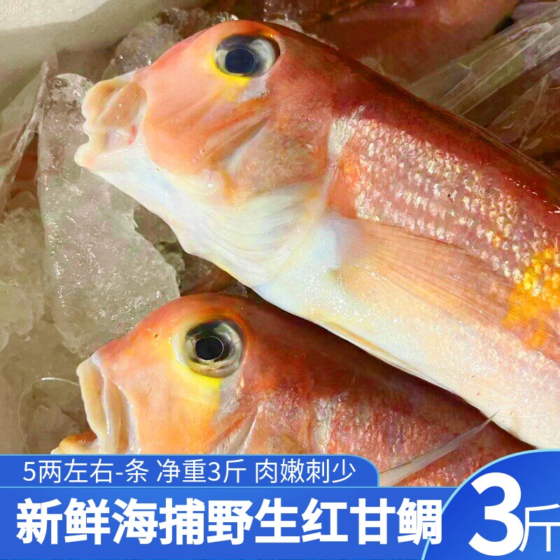 3-5两-条红马头鱼舟山海鲜方头鱼甘鲷鱼刺少肉嫩3斤装