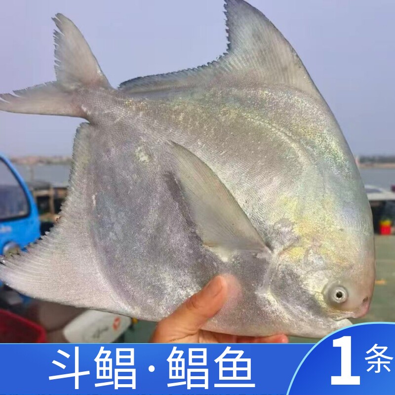 舟山海捕新鲜特大斗鲳鱼
