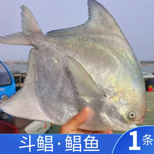 舟山海捕新鲜特大斗鲳鱼