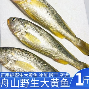 假一赔十舟山纯野生大黄鱼黄花鱼鲜活水产黄瓜鱼规格多选 冰鲜发