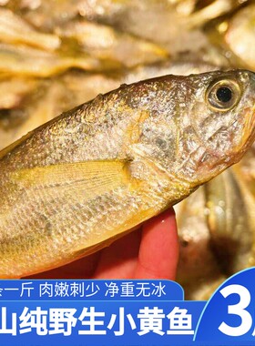 舟山小黄鱼新鲜海捕码头直发