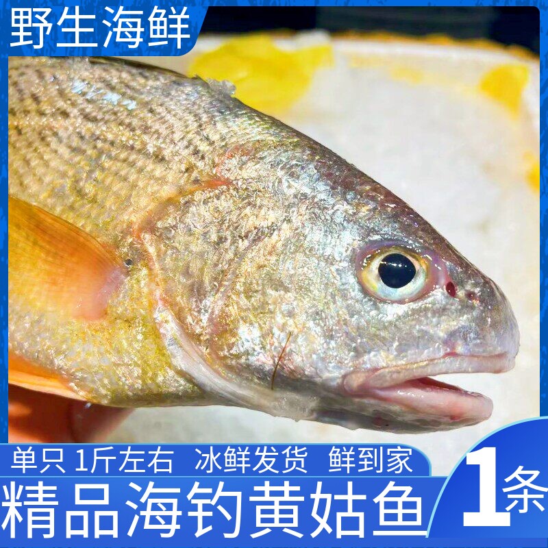 黄姑鱼 春子鱼 黄婆鸡 黄三 舟山海鲜天然海钓鱼新鲜 按条卖