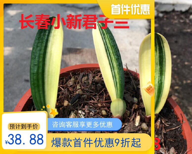 长春君子兰彩兰小苗花苗一叶苗一线天鸳鸯福伦金丝花