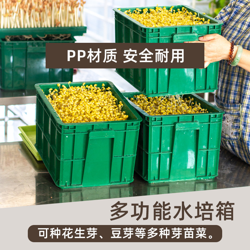 水培花生芽种植箱带遮光盖子绿豆生黄豆大号桶饭店规模化生产容器
