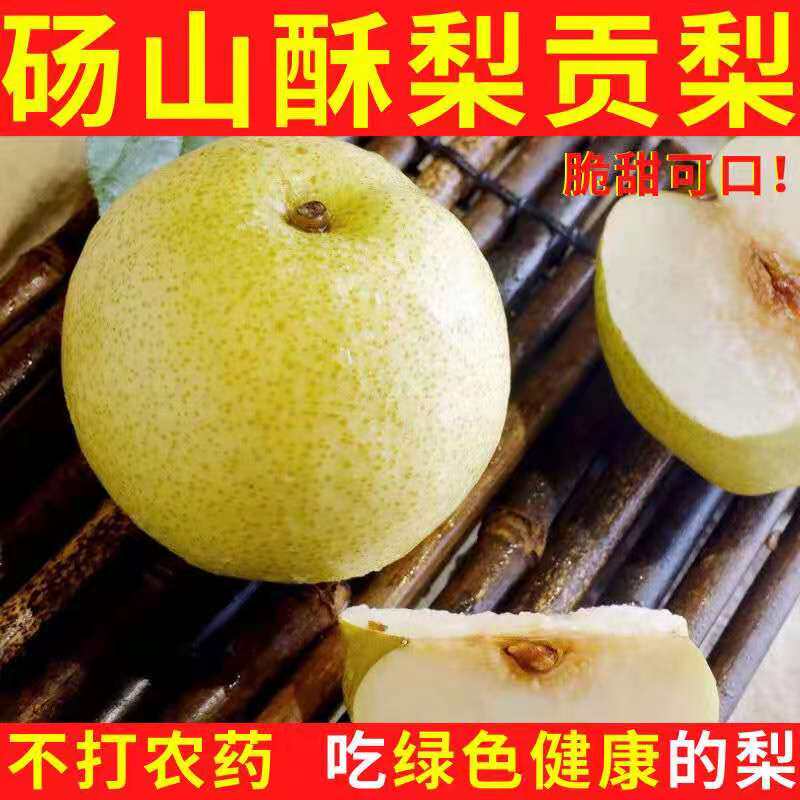 新鲜当季现货梨子安徽砀山酥梨9斤水果梨整箱包邮应季酥梨贡梨