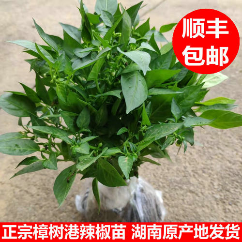 樟树港辣椒 辣椒苗 正宗樟树辣椒 湖南湘阴发货 第一季苗顺丰包邮