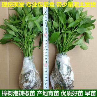 特价苗 樟树港辣椒苗 正宗樟树港辣椒 湖南辣椒苗 特产辣椒 中苗