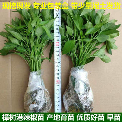 特价苗 樟树港辣椒苗 正宗樟树港辣椒 湖南辣椒苗 特产辣椒 中苗