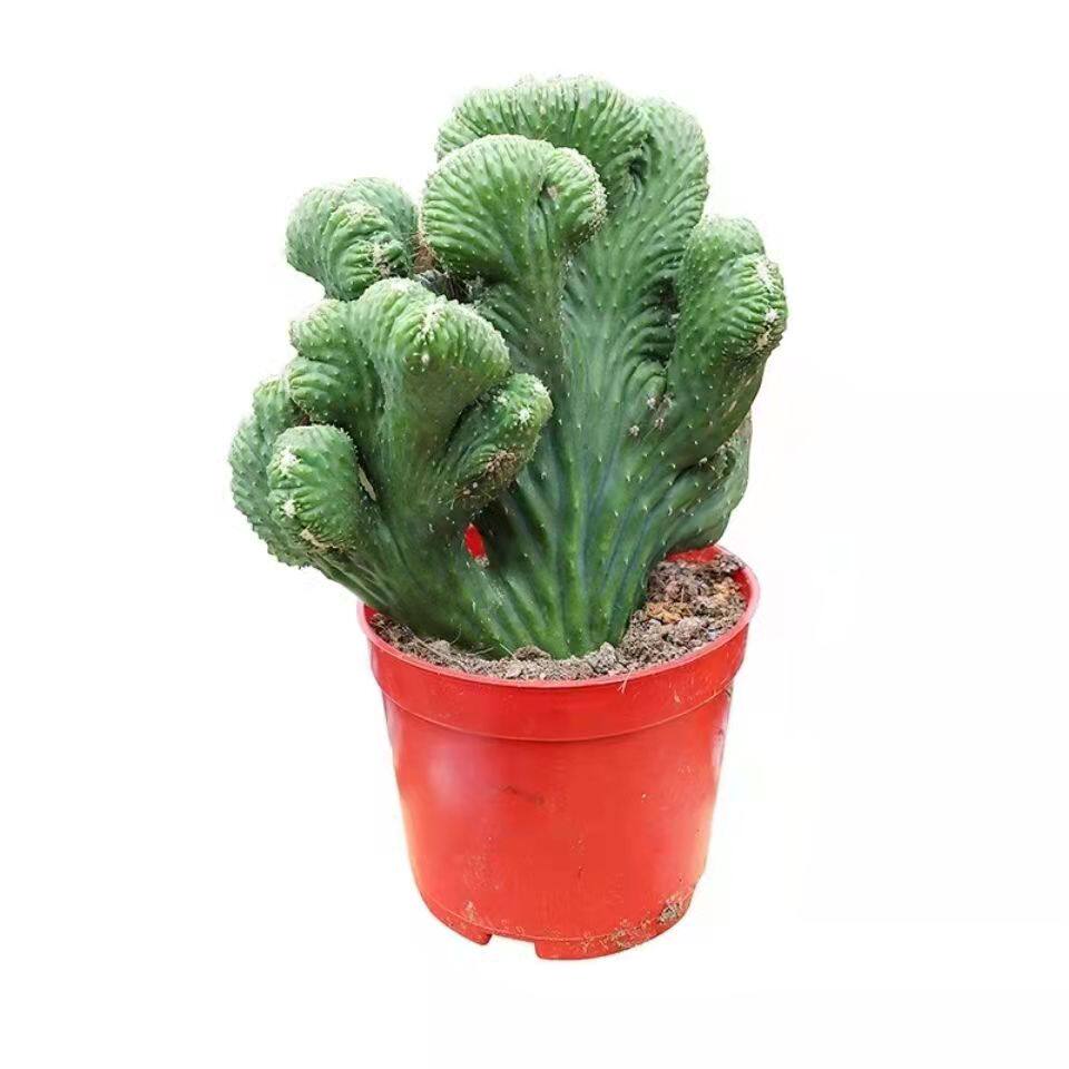 彩麒麟五指山玉麒麟盆栽植物多肉仙人掌室内书房办公桌绿植盆景