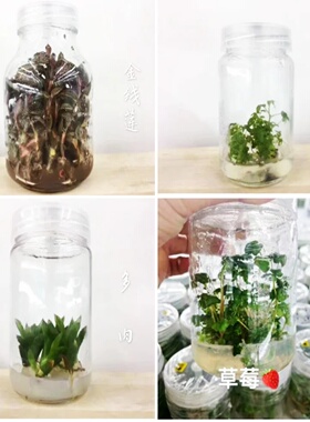 IKEME Lab MS Medium 250g Without Agar And Sugar Plant Tissu