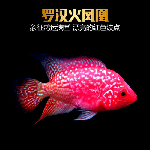 罗汉鱼鲜活火凤凰颜色鲜艳颜色si