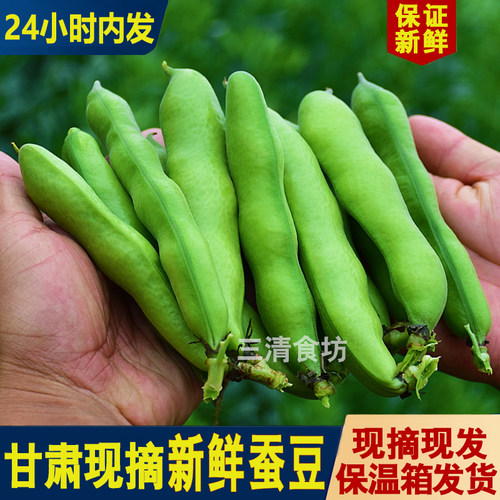甘肃应季新鲜带壳蚕豆现摘现发