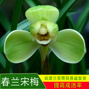 宋梅兰花苗春兰老八种宋梅带花苞浓香好易养室内绿植花卉盆栽植物