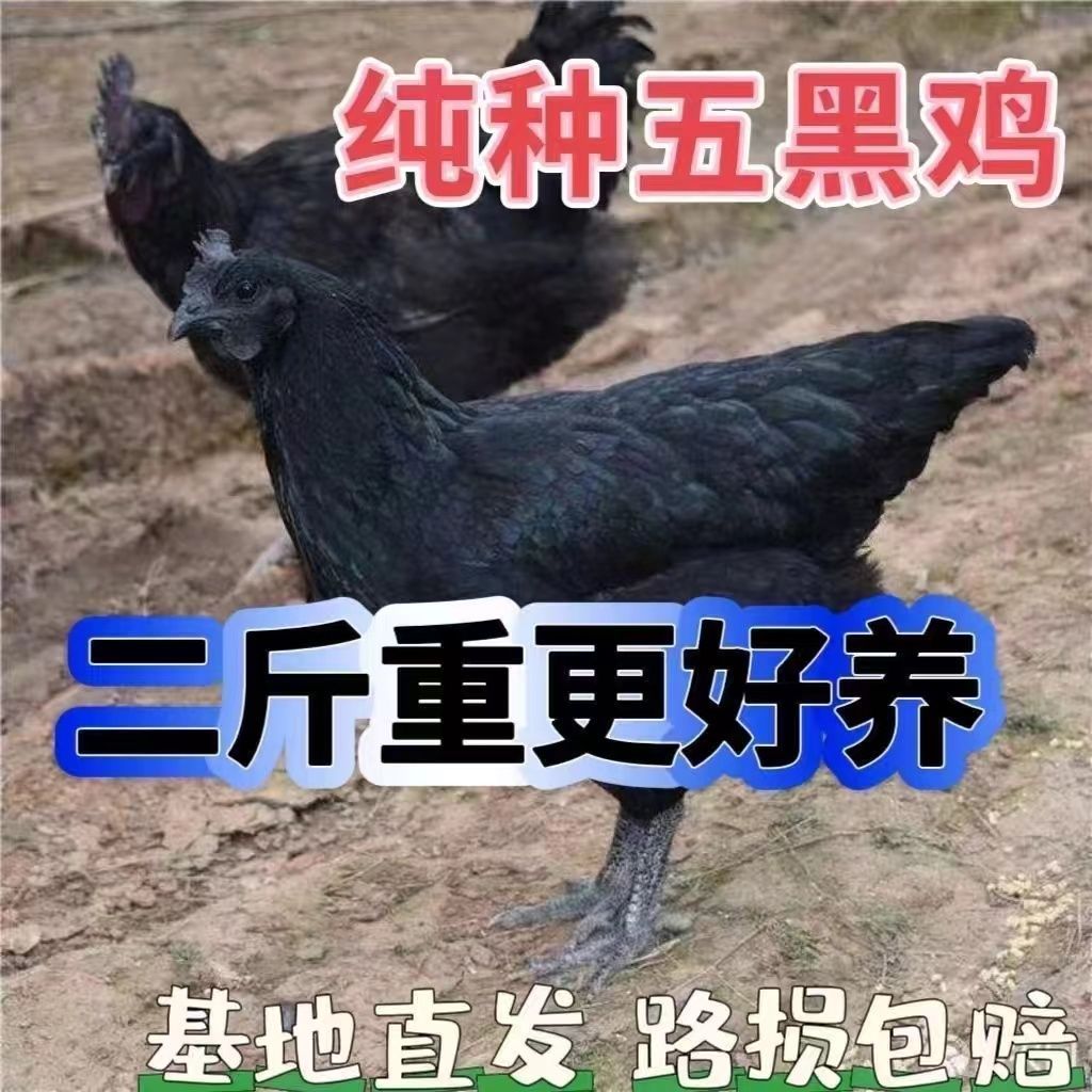 2斤绿壳蛋鸡活体五黑鸡蛋鸡母鸡宠物鸡