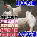 3斤四季鹅活体三斤狮头鹅活体6斤大白鹅活鹅三斤三花鹅产蛋王鹅皖