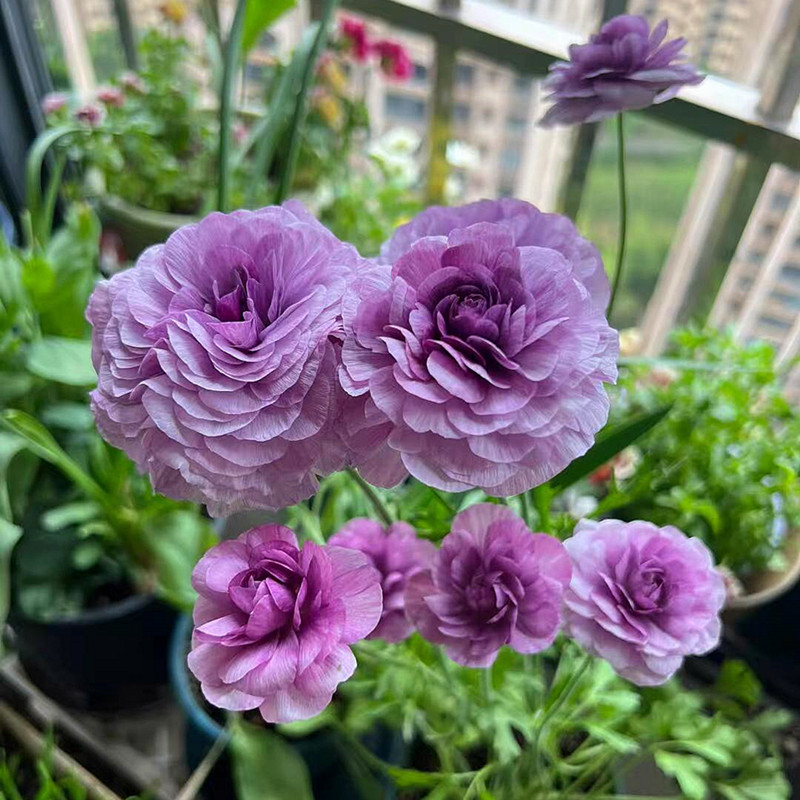利尤花毛茛已催芽种球芹叶洋牡丹