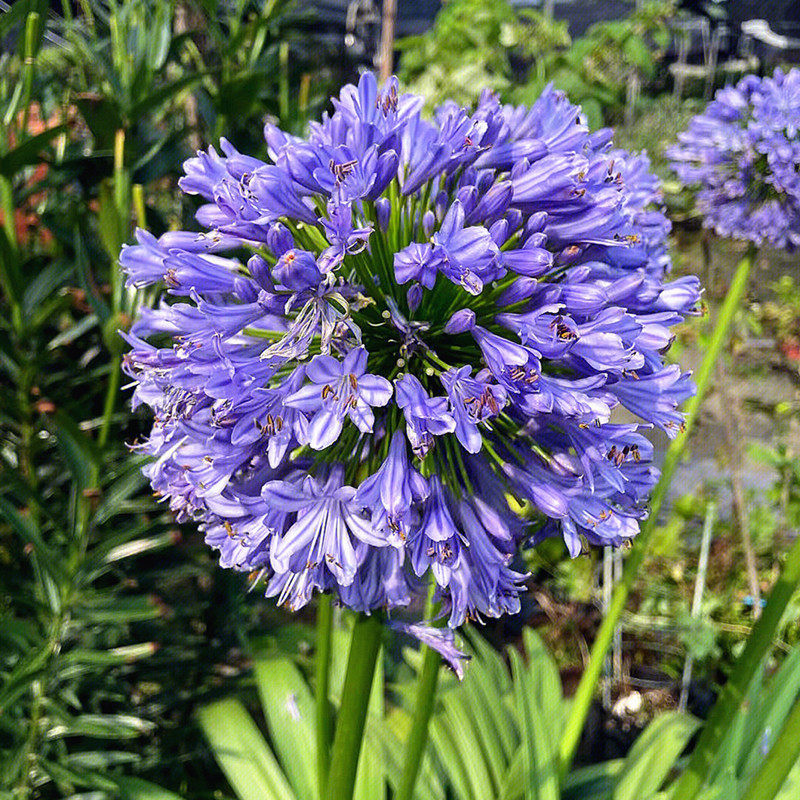百子莲根茎种球多年生开花庭院阳台室内盆栽地栽耐寒四季花卉绿植