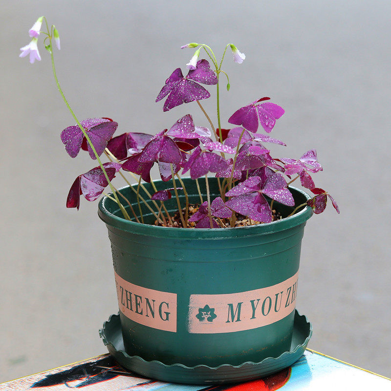 网友分享在meiguo.com的图片