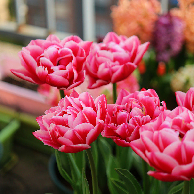 已到货5度球郁金香重瓣特殊进口大种球土培盆栽阳台耐寒懒人花卉,鲜花速递/花卉仿真/绿植园艺,种球/裸根,淘宝优惠券,粉丝福利购,淘宝优惠卷