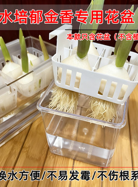 新款水培郁金香花盆含定植篮水养种球玻璃器皿方便换水亚克力花瓶