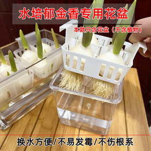 新款 水培郁金香花盆含定植篮水养种球玻璃器皿方便换水亚克力花瓶