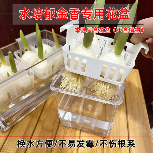 新款水培郁金香花盆含定植篮花瓶